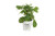 Incrediball Smooth Hydrangea, Live Shrub, Green to White Flowers, 4.5 in. Quart