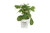 Incrediball Smooth Hydrangea, Live Shrub, Green to White Flowers, 4.5 in. Quart Incrediball Smooth Hydrangea, Live Shrub, Green to White Flowers, 4.5 in. Quart