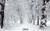 SJOLOON 7x5ft Winter Background for Photography White Frozen Snow Backdrops Forest Tree Photo Backdrop 10854