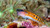 Posterazzi Poster Print Collection Clown Blenny Ireland Papua New Guinea Bruce Shafer/Stocktrek Images, (17 x 11), Multicolored