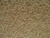White Proso Millet - 10 lb bag