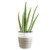 Costa Farms Aloe Vera Live Indoor House Plant, 10-Inch, White-Natural Planter