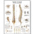 3B Scientific VR1152L Glossy Laminated Paper Spinal Column Anatomical Chart, Poster Size 20" Width x 26" Height
