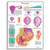 3B Scientific VR1554L Glossy Laminated Paper Pregnancy Anatomical Chart, Poster Size 20" Width x 26" Height