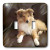 3dRose lsp_4546_2"Rough Collie Puppy Double Toggle Switch