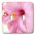 3dRose lsp_38229_2 Large Pink Hibiscus Macro Double Toggle Switch