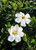 Southern Living Plant Collection 2102Q 2.5 Qt - Scentamazing Gardenia, Evergreen Shrub, Fragrant White Blooms, Quart