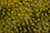 Bachmann Industries SceneScapes Tufted Dry Grass Mat