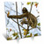 3dRose dc_10379_1 Desk Clock, Three Toed Sloth Bradypus Variegatus, 6 by 6-Inch