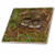3dRose ct_7347_4 Baby Burrow Owl-Ceramic Tile, 12-Inch