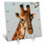 3dRose dc_20123_1 South African Giraffe Head Face Sky Background Desk Clock, 6 by 6-Inch