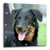 3dRose DPP_4269_2 Beauceron-Wall Clock, 13 by 13-Inch