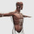Posterazzi PSTSTK700511H Anatomy of male muscles in upper body side view Poster Print 14 x 14