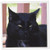 3dRose Black Cat - Greeting Cards, 6 x 6 inches, set of 12 (gc_23930_2)