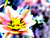 Posterazzi PDXWJTABS00018SMALL Cactus Flower Photo Print, 24 x 18, Multi