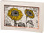 Primitives by Kathy Wood Box Sign, Sunflowers - Sunshine,