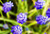 Posterazzi Grape Hyacinths View From Above Of Purple Flowers. Poster Print (17 x 11)