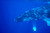 Posterazzi Hawaii Close-Up Side View Of Humpback Whale (Megaptera Novaeangliae) Underwater Poster Print (19 x 12)