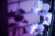 Posterazzi Hawaii Kauai White Orchid With Purple Lighting Poster Print (17 x 11)
