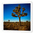 3dRose ht_13899_3 Joshua Tree Iron-On Heat Transfer for White Material, 10 x 10