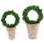 Mud Pie Fall Preserved Boxwood Topiary (Small)