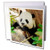 3dRose San Diego Zoo Panda California USA Greeting Cards, Set of 6 (gc_191694_1)