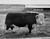 Side profile of a Hereford bull standing in a field Poster Print (18 x 24)