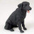 Conversation Concepts Labrador Retriever Black Standard Figurine