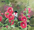 Lang Songbirds 2020 Wall Calendar (20991001880)