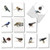 The Best Card Company Birds Watching - 20 Assorted Boxed All Occasions Note Cards with Envelopes (4 x 5.12 Inch) - Feathered Friends AM3199OCB-B2x10