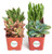 Shop Succulents | Assorted Collection of Live Succulent Plants, Hand Selected Variety Pack of Mini Succulents | Collection of 4