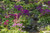 Posterazzi PDDUS08HLL0003 USA, Delaware, Wilmington. Brook Running Between Rocks and Flowers Photo Print, 18 x 24, Multi