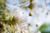 Posterazzi View From Side Close-Up Of Fuzzy White Flowers Poster Print (17 x 11)