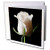 3dRose White Rose - Greeting Cards, 6 x 6 inches, set of 6 (gc_4202_1) 3dRose White Rose - Greeting Cards, 6 x 6 inches, set of 6 (gc_4202_1)