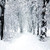 Winter Snow Backdrops for Photography White Frozen Forest Backdrops Background for Family Photoshoot Party Decoration Photo Studio Props (8x8) ft 079