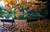 Posterazzi Autumn color trees and fallen leaves along pond empty park benches Oregon united states Poster Print, (36 x 12)