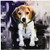 3dRose LLC Beagle 6 by 6-Inch Desk Clock