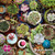 Re-marks Succulents 1000 Piece Puzzle