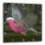 3dRose DPP_60737_2 Galah Parrot Wall Clock, 13 by 13-Inch