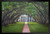 Oak Alley Plantation View Through Oak Trees Photo Black Wood Framed Art Poster 20x14