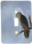 3dRose lsp_186780_1"Owl And Moon Single Toggle Switch