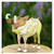 Patience Brewster Mini Walter Warthog Figural Ornament #31000