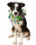 Rubie's Fancy Mardi Gras Stars Pet Collar, Medium/Large, Multicolor