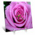 3dRose LLC Purple Rose 6 by 6-Inch Desk Clock