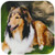 3dRose CST_4155_1 Rough Collie Soft Coasters, Set of 4