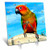 3dRose LLC Sun Conure 6 by 6-Inch Desk Clock