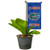 College Flags & Banners Co. Florida Gators Mini Garden and Flower Pot Flag Topper