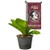 College Flags & Banners Co. Florida State Seminoles Mini Garden and Flower Pot Flag Topper
