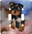3dRose lsp_3868_2 Toy Yorkie Puppy Double Toggle Switch