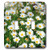 3dRose lsp_83503_2 Wild Daisy Flower Na01 Pri0001 Prisma Double Toggle Switch